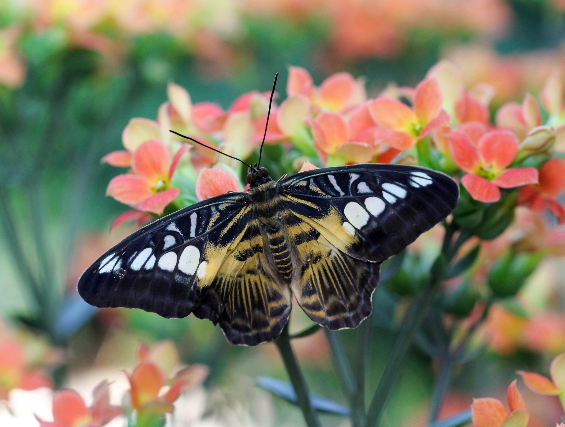 Download Flower Macro Insect Animal Butterfly HD Wallpaper