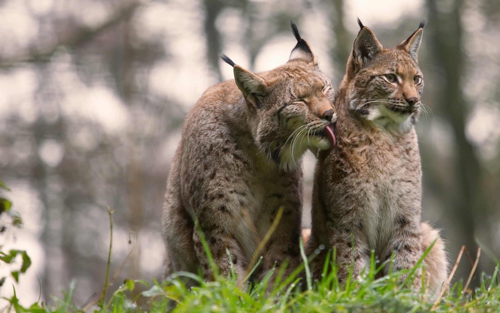 Two lynxes sit close together on a grassy field, one licking the other's face. The background is softly blurred, enhancing the focus on the animals. HD wallpaper and background.
