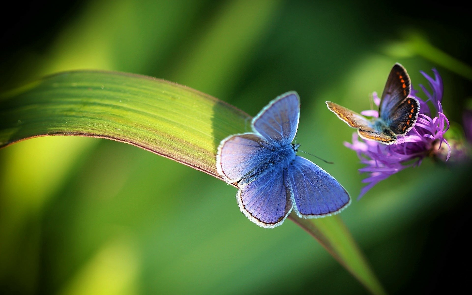 Enchanting Blue Butterflies on Leaf – Stunning HD Nature Wallpaper ...