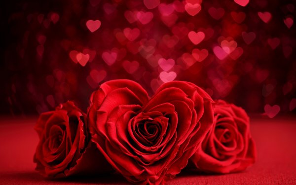 Holiday Valentine's Day Bokeh Red Red Flower Red Rose Flower Rose Heart-Shaped Romantic HD Wallpaper | Background Image