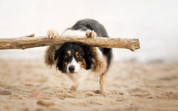 Animal Border Collie Dogs Dog Sand Depth Of Field HD Wallpaper | Background Image