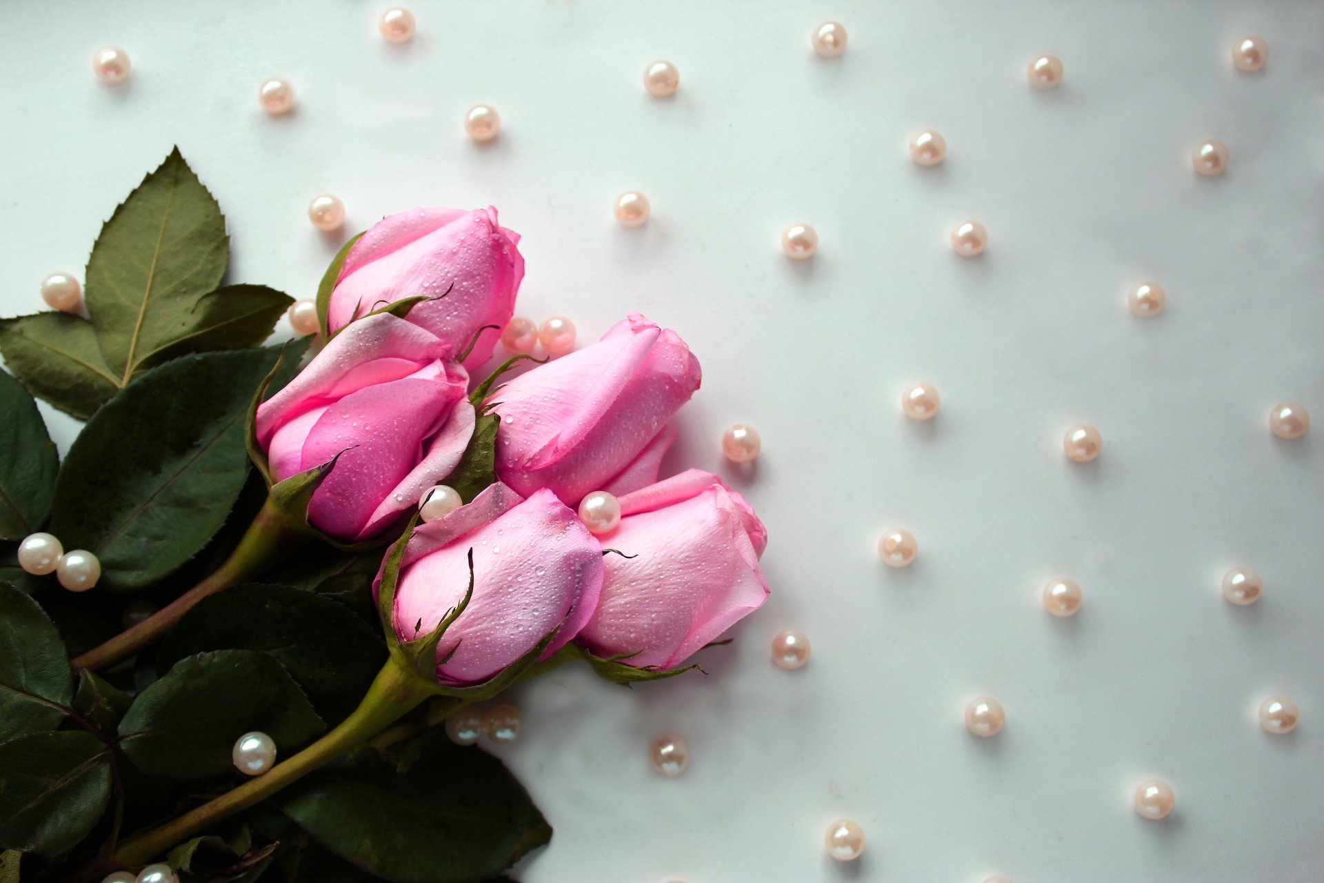 Download Pearl Pink Flower Flower Nature Rose 4k Ultra HD Wallpaper