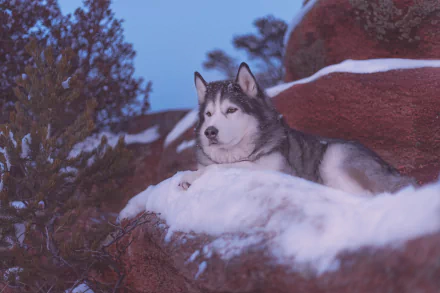 dog Animal alaskan malamute HD Desktop Wallpaper | Background Image