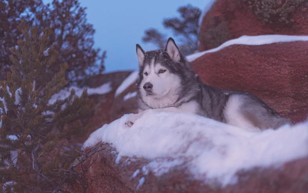 A majestic Alaskan Malamute dog rests on snowy rocks against a twilight sky, captured in a high-definition PC desktop wallpaper featuring natural wilderness.