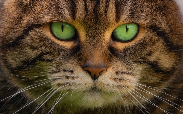 Animal Cat Cats Stare HD Wallpaper | Background Image