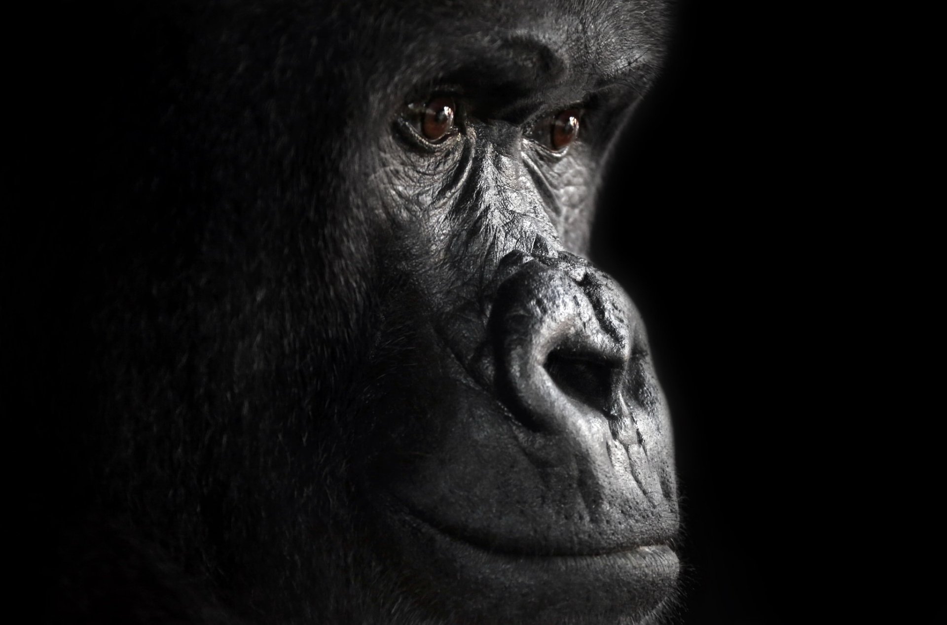 Attractive Zoom Backgrounds Free Gorilla Wallpaper Images Images And