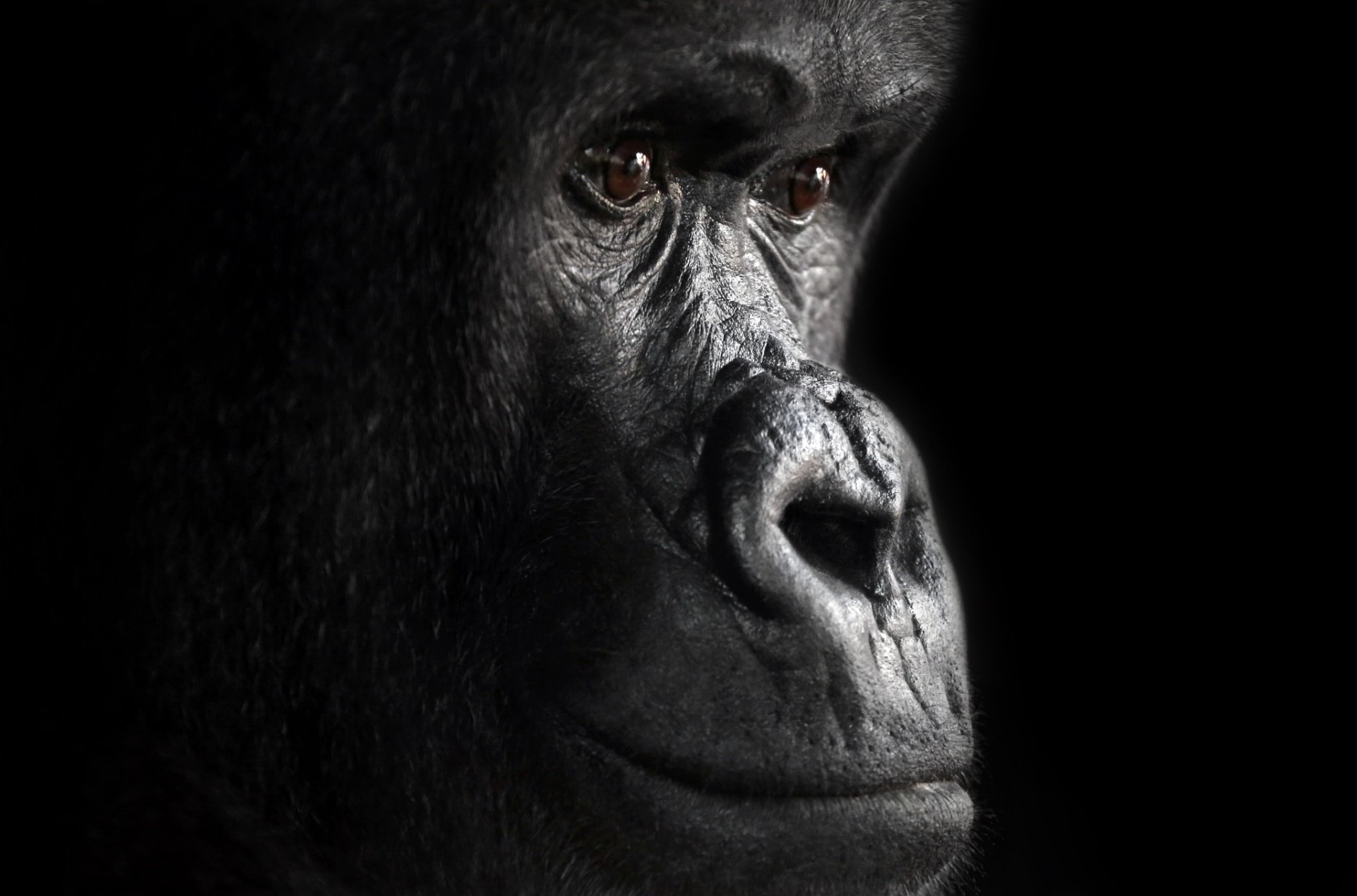 Download Primate Monkey Close-up Ape Animal Gorilla HD Wallpaper