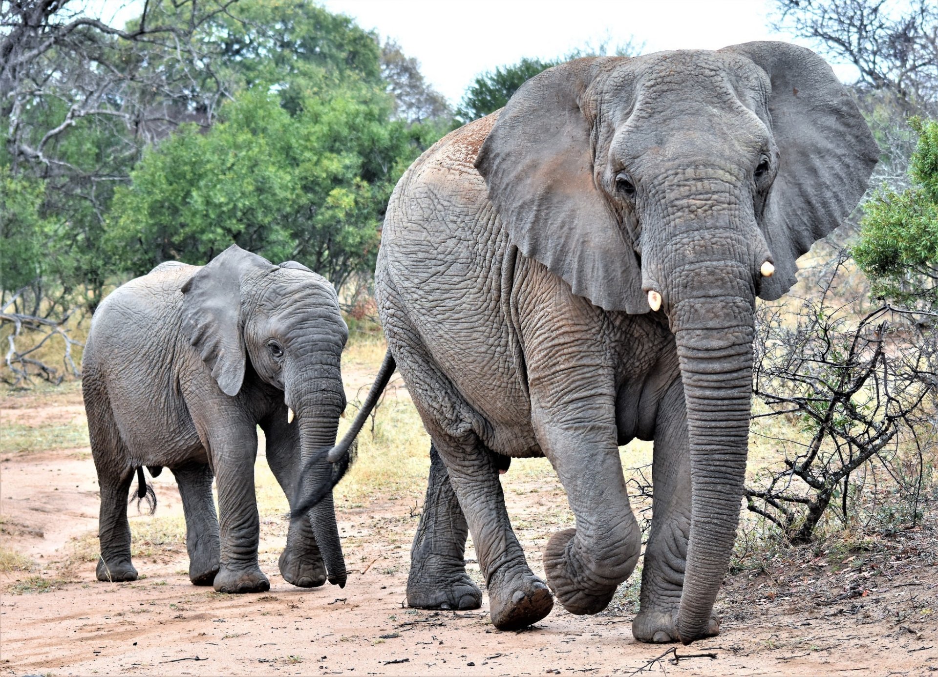 African Bush Elephant HD Wallpaper Background Image 2048x1478.