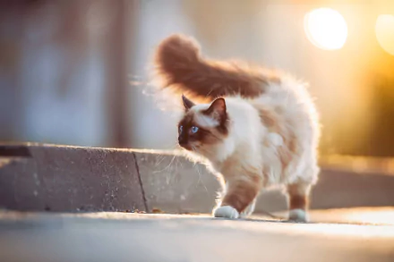 A fluffy cat with striking blue eyes walks along a sunlit path, captured with a shallow depth of field in this HD desktop wallpaper.