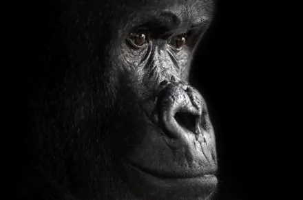 primate monkey close-up ape Animal gorilla HD Desktop Wallpaper | Background Image