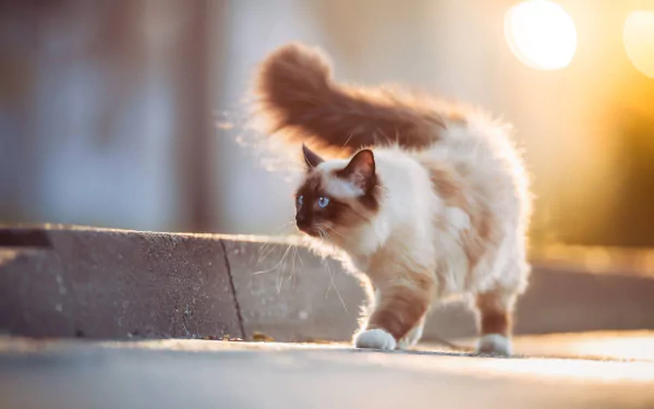A fluffy cat with striking blue eyes walks along a sunlit path, captured with a shallow depth of field in this HD desktop wallpaper.
