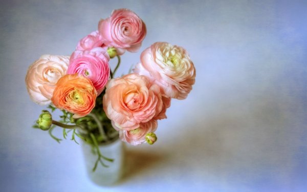 Man Made Flower Earth Ranuncula Pastel Colorful Pink Flower Peach Flower Vase HD Wallpaper | Background Image
