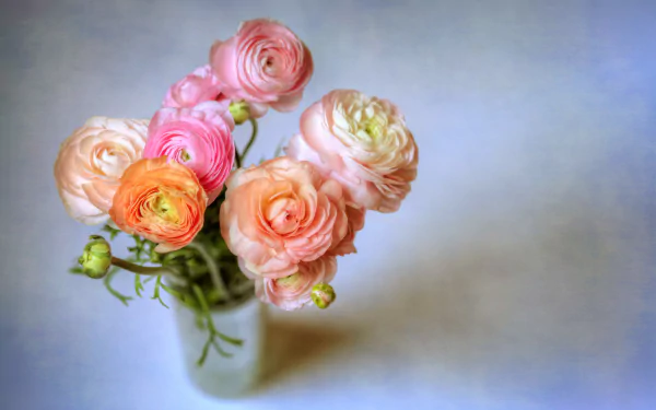  Pastel Ranunculas