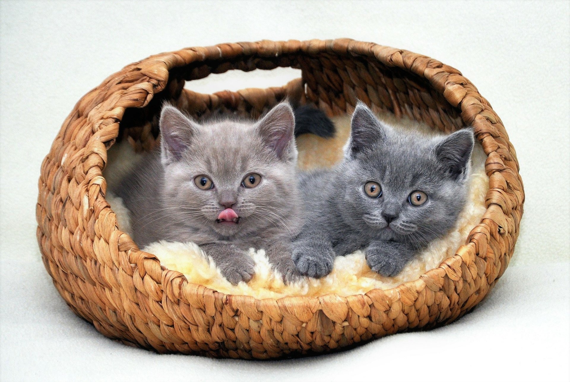 Two cute gray kittens snuggle together in a woven basket. This HD desktop wallpaper captures the adorable baby animals resting on a soft blanket.