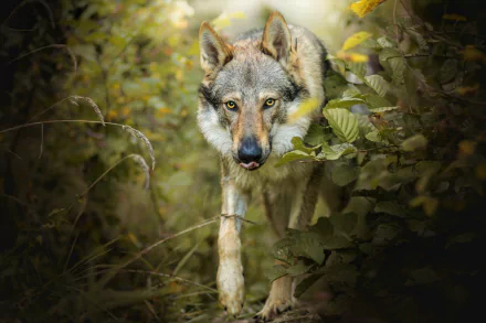 A high-definition desktop wallpaper showing a gray wolf in a dense, green forest. The wolf is alert and in focus, providing a captivating nature background.