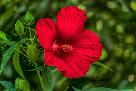 Vivid red hibiscus flower with detailed petals and buds against a blurred green background, captured in 4K Ultra HD for a vibrant nature-themed desktop wallpaper.