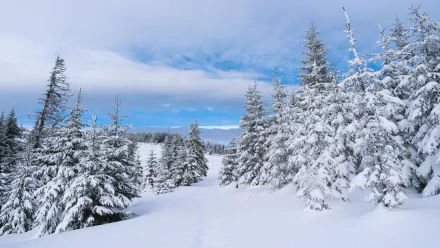 HD desktop wallpaper of a snowy pine forest blanketed in winter snow under a bright blue sky, showcasing the serene beauty of nature.