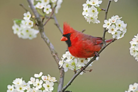 A vibrant northern cardinal perched on a branch adorned with white blossoms, captured in HD as a serene desktop wallpaper and background.
