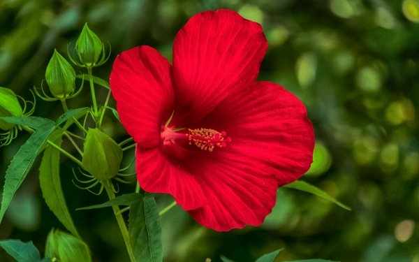 Earth Hibiscus Flowers Flower Red Flower HD Wallpaper | Background Image