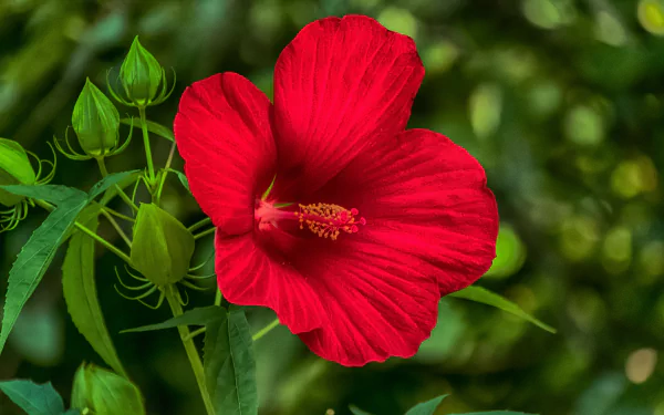 Vivid red hibiscus flower with detailed petals and buds against a blurred green background, captured in 4K Ultra HD for a vibrant nature-themed desktop wallpaper.