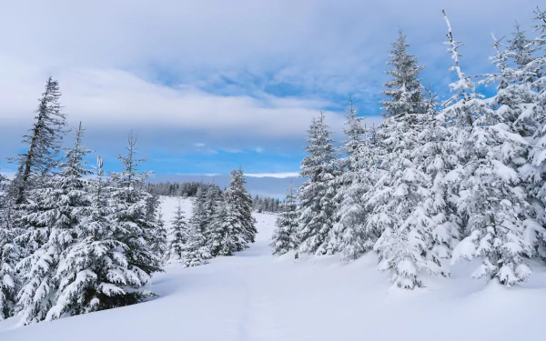 HD desktop wallpaper of a snowy pine forest blanketed in winter snow under a bright blue sky, showcasing the serene beauty of nature.