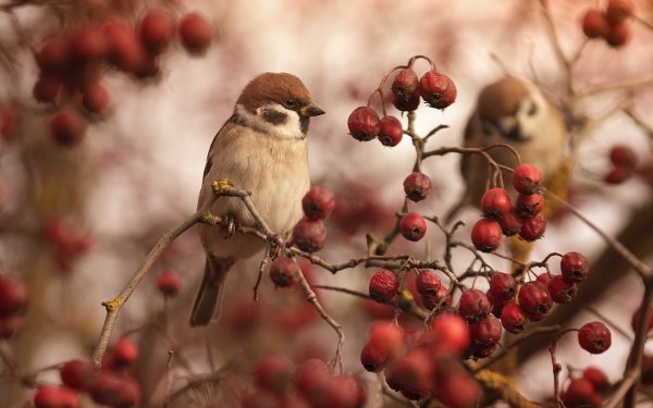 Animal Sparrow Birds Passerines Bird Berry HD Wallpaper | Background Image