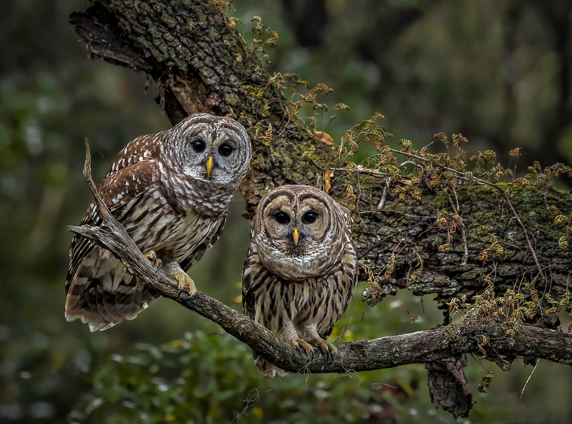 Кот и сова фото