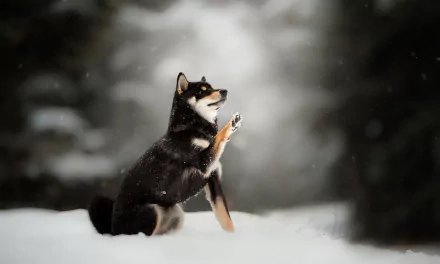 A husky dog sits in the snow with one paw raised, captured in crisp HD with a shallow depth of field, set against a soft, wintry background.