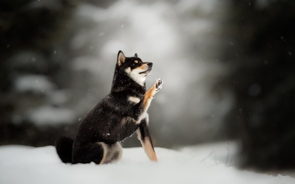Animal Husky Dogs Dog Winter Snow Depth Of Field HD Wallpaper | Background Image