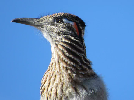 Close-up of a roadrunner against a clear blue sky, captured in 4K Ultra HD for a striking PC desktop wallpaper and background.