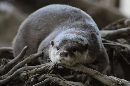 Animal otter HD Desktop Wallpaper | Background Image