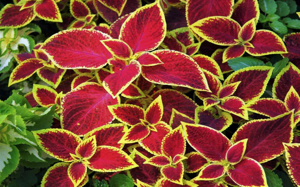  Scarlet Coleus
