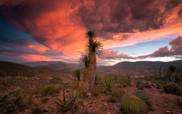 Earth Desert Nature Cactus Cloud Landscape HD Wallpaper | Background Image