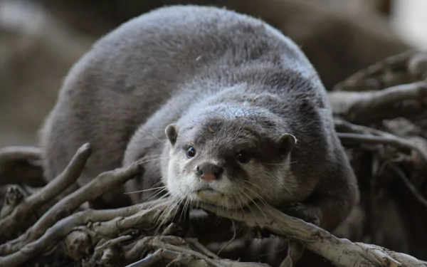 Animal otter HD Desktop Wallpaper | Background Image
