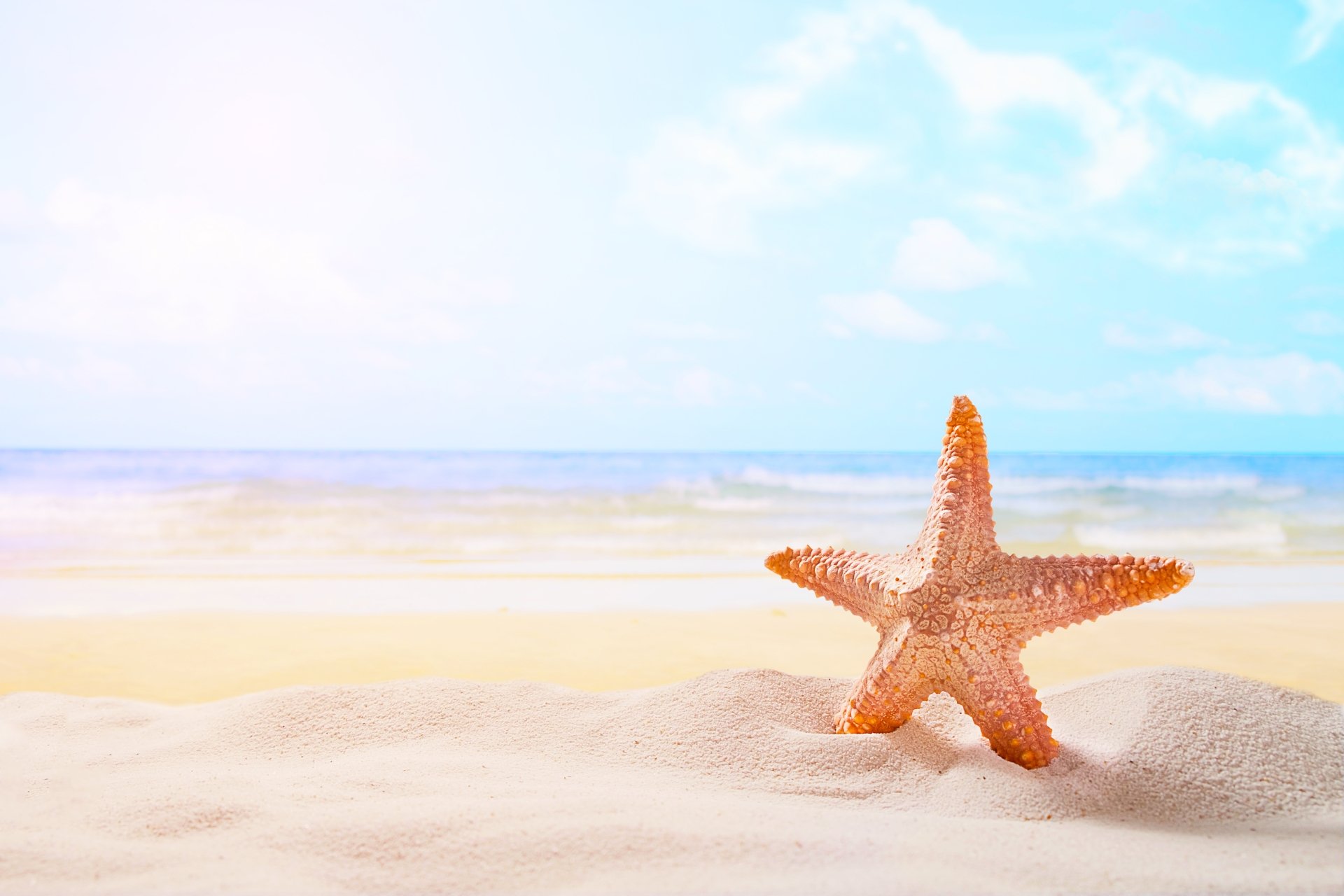 Download Horizon Beach Ocean Sand Animal Starfish 4k Ultra Hd Wallpaper
