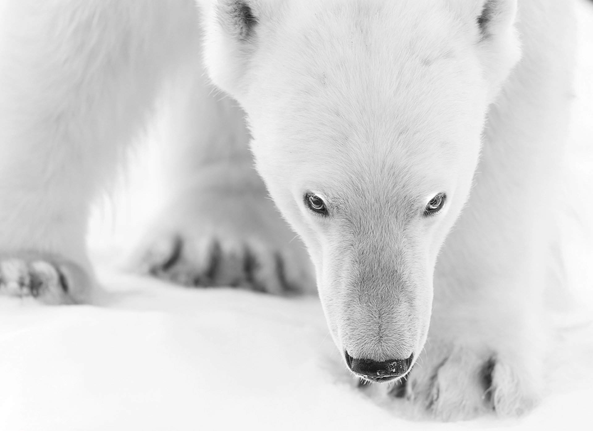 Monochrome HD desktop wallpaper featuring a close-up of a polar bear intently looking downward on a snowy background.