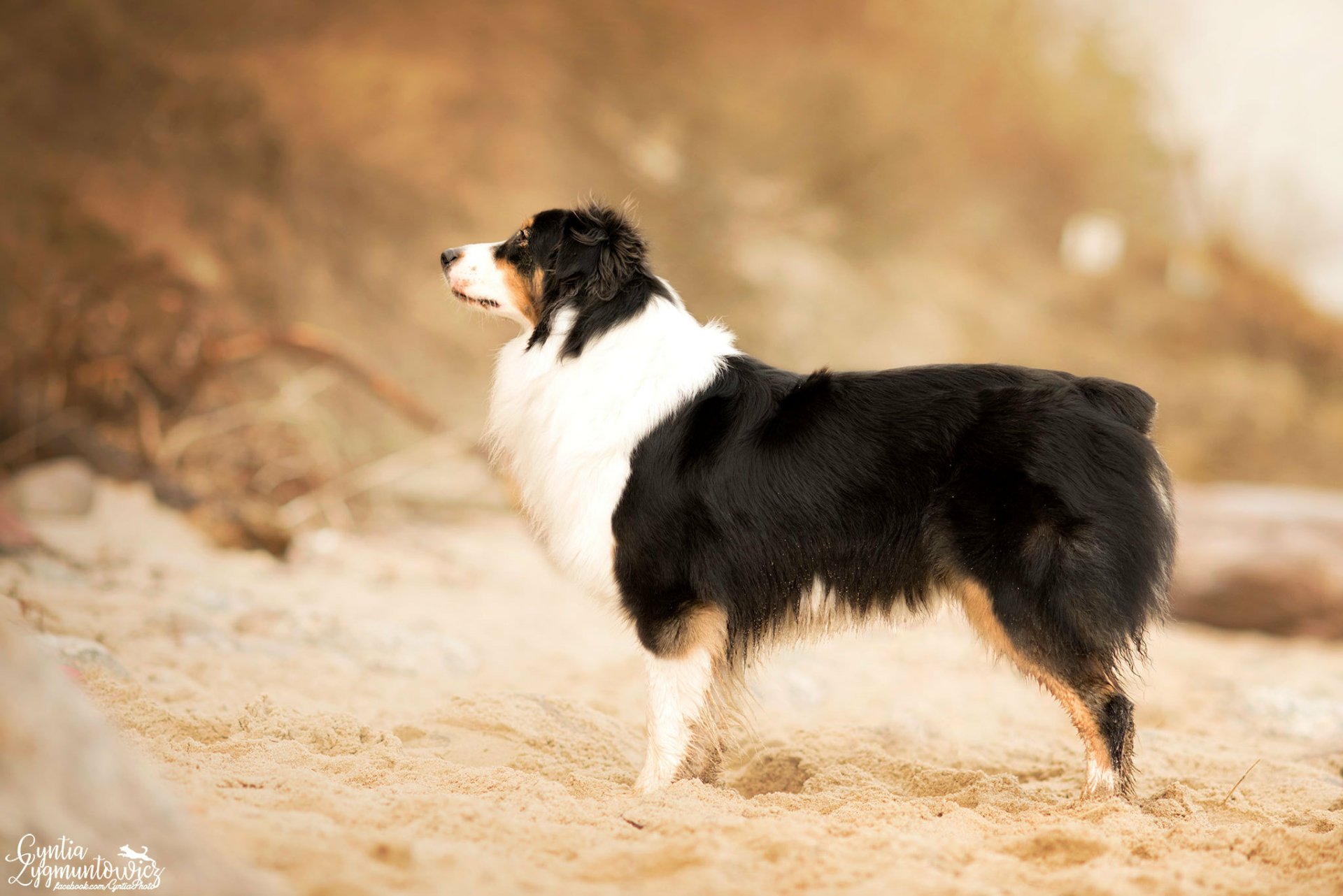 Download Animal Australian Shepherd HD Wallpaper by Cyntia Zygmuntowicz