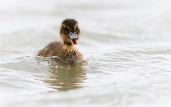 duckling baby animal Animal duck HD Desktop Wallpaper | Background Image