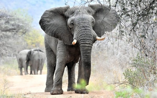 Animal African bush elephant Elephants HD Wallpaper | Background Image