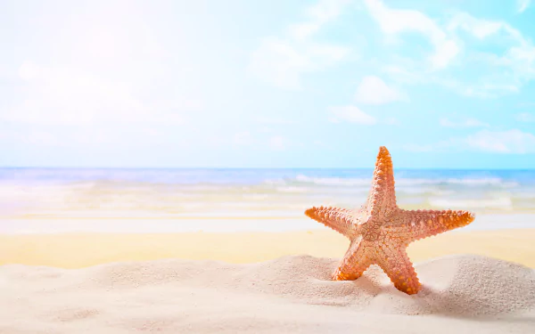 5K Ultra HD PC desktop wallpaper: starfish (animal) on a sandy beach with ocean horizon under a bright sky.