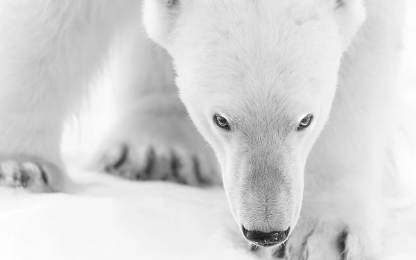 Animal Polar Bear Bears Monochrome HD Wallpaper | Background Image