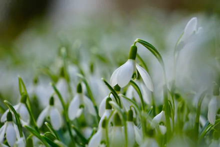 Macro shot of white snowdrop flowers blooming in spring, captured in stunning HD quality for a nature-inspired PC desktop wallpaper.