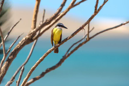  Great Kiskadee (Pitangus sulphuratus) by CUMBUGO