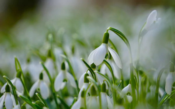 Macro shot of white snowdrop flowers blooming in spring, captured in stunning HD quality for a nature-inspired PC desktop wallpaper.