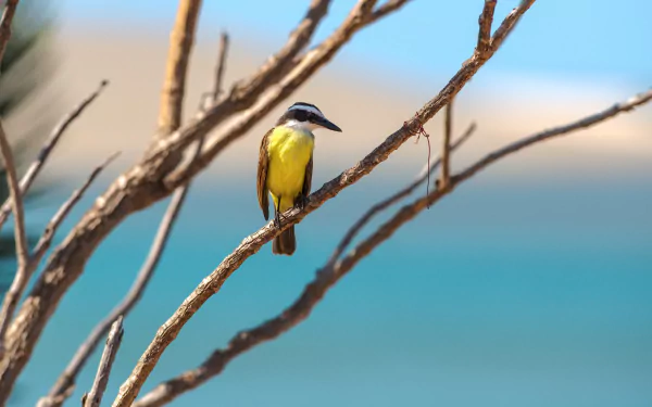 A vibrant flycatcher perched on a branch with a blurred background, showcasing depth of field in this HD desktop wallpaper featuring natural animal beauty.