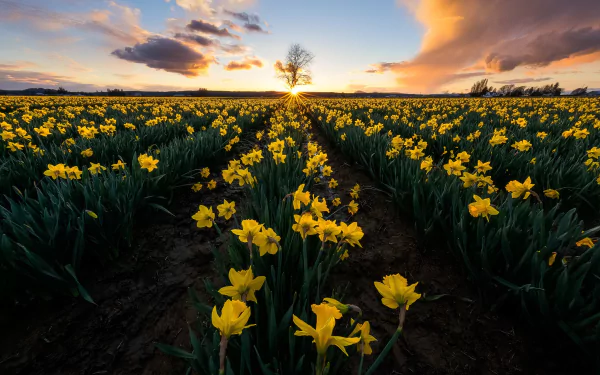 A vast field of yellow daffodils stretches toward a sunset sky, capturing the vibrant essence of summer in this HD desktop wallpaper.