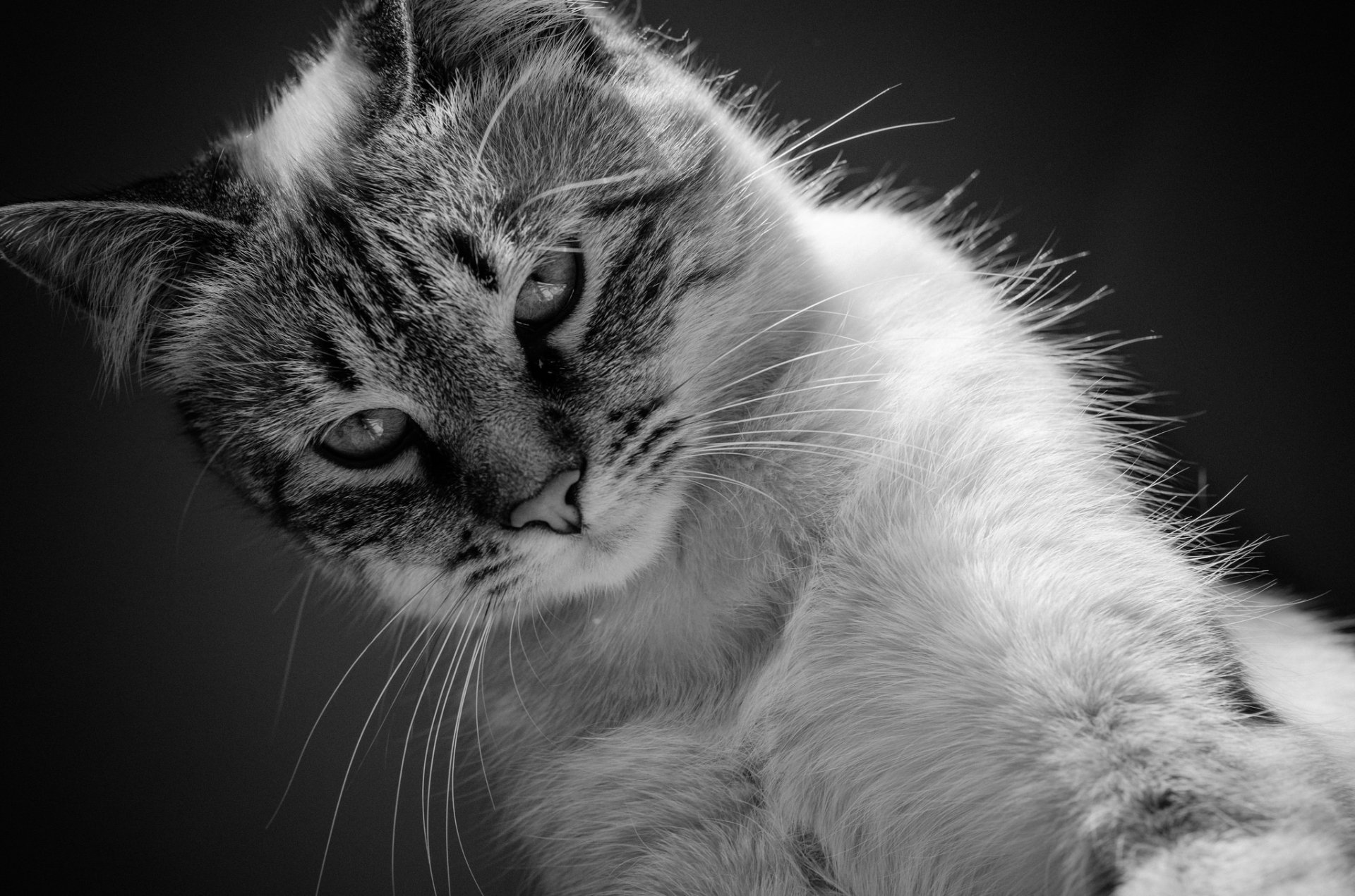 Animal Cat HD Wallpaper