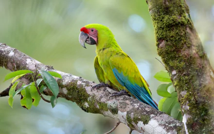 HD PC desktop wallpaper of a vibrant military macaw parrot (bird, animal) perched on a mossy branch against a soft green forest background.