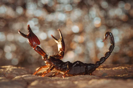 4K Ultra HD PC desktop wallpaper: close-up scorpion on textured ground with warm bokeh lights behind, dramatic animal macro.