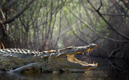 A crocodile with its mouth open rests in a shallow, murky water area surrounded by dense trees, captured in sharp 4K Ultra HD with a striking depth of field effect.
